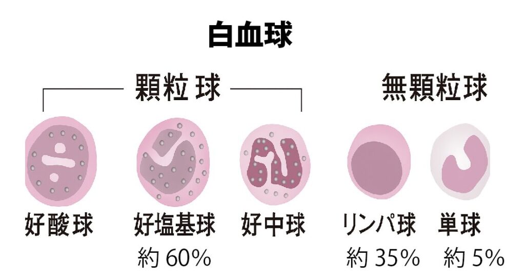 白血球