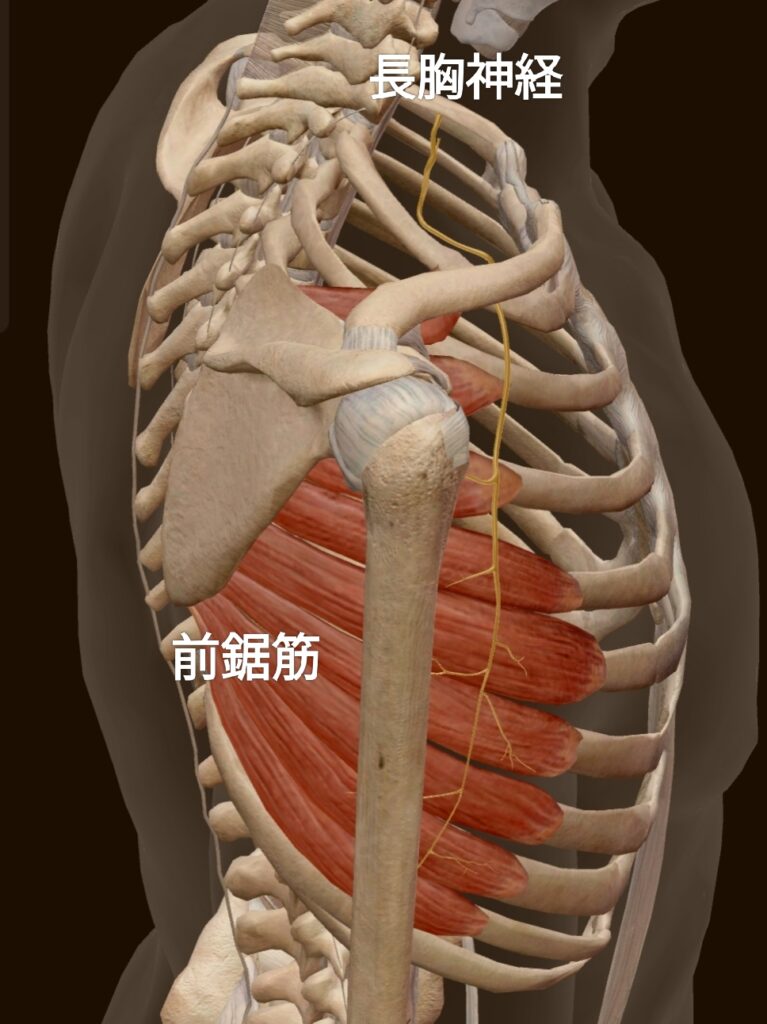 前鋸筋と長胸神経